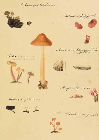 Reproducción/Reproduction 36945407535: Icones fungorum Niskiensium /. [before 1805]