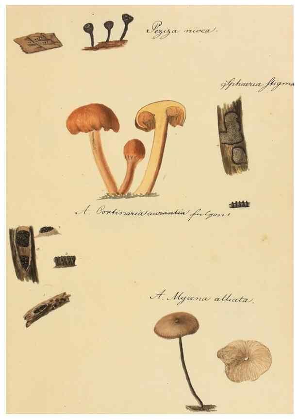 Reproducción/Reproduction 36945408895: Icones fungorum Niskiensium /. [before 1805]