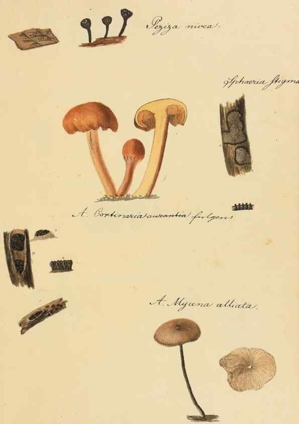 Reproducción/Reproduction 36945408895: Icones fungorum Niskiensium /. [before 1805]