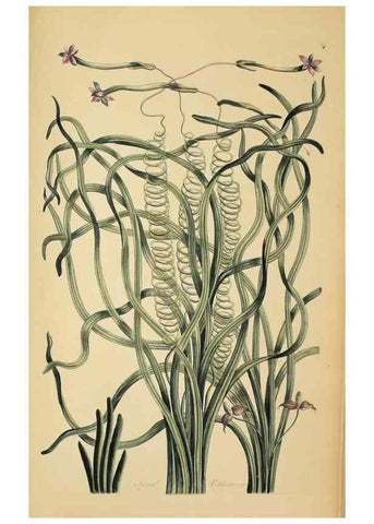 Reproducción/Reproduction 36704094162: Exotic botany illustrated :. London :Printed for the author,1772.