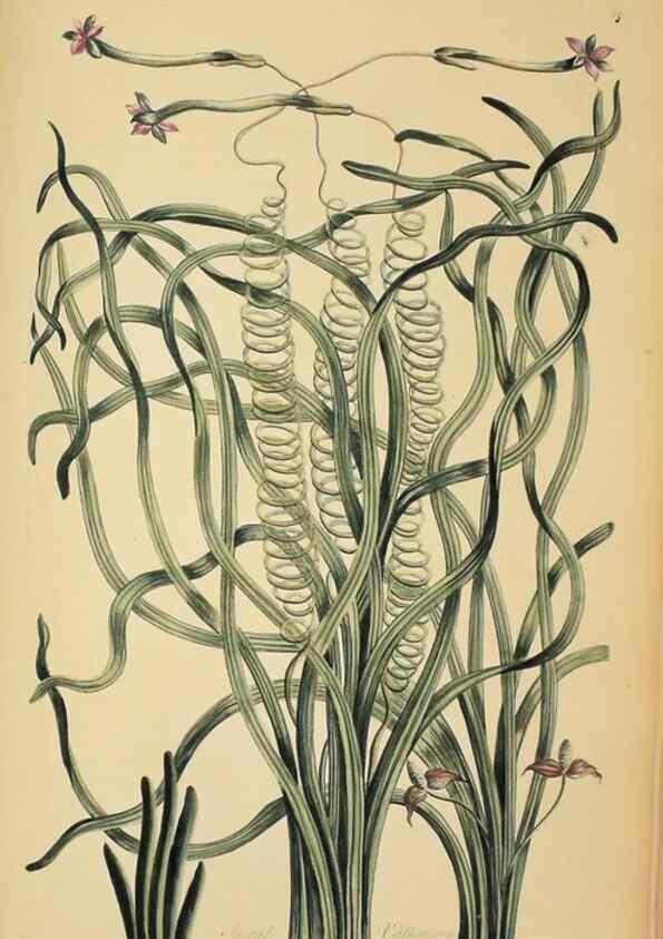 Reproducción/Reproduction 36704094162: Exotic botany illustrated :. London :Printed for the author,1772.