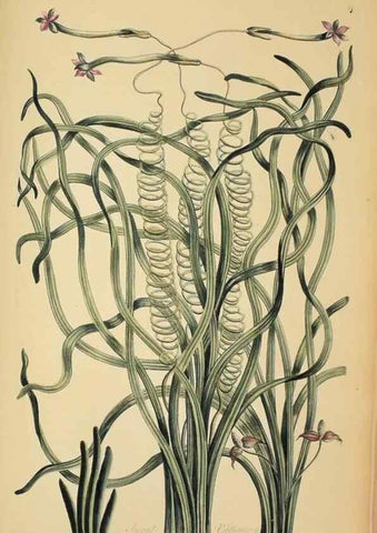 Reproducción/Reproduction 36704094162: Exotic botany illustrated :. London :Printed for the author,1772.
