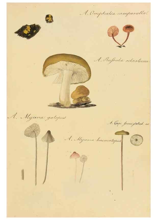 Reproducción/Reproduction 36137116993: Icones fungorum Niskiensium /. [before 1805]