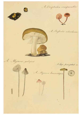 Reproducción/Reproduction 36137116993: Icones fungorum Niskiensium /. [before 1805]