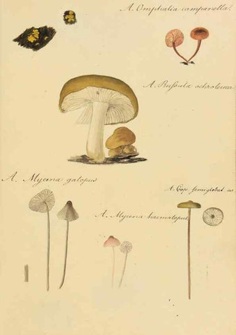 Reproducción/Reproduction 36137116993: Icones fungorum Niskiensium /. [before 1805]