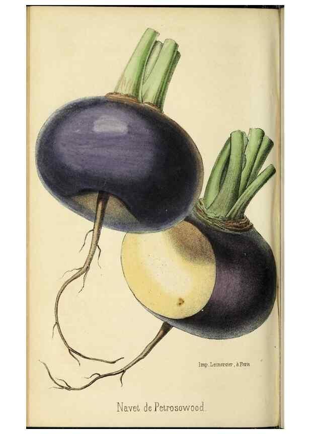 Reproducción/Reproduction 36399351680: Revue horticole.. Paris :Librairie agricole de la maison rustique,1829-1974.