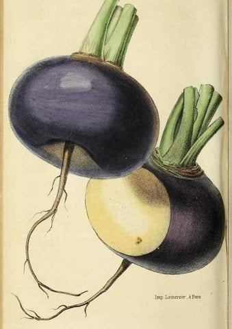Reproducción/Reproduction 36399351680: Revue horticole.. Paris :Librairie agricole de la maison rustique,1829-1974.