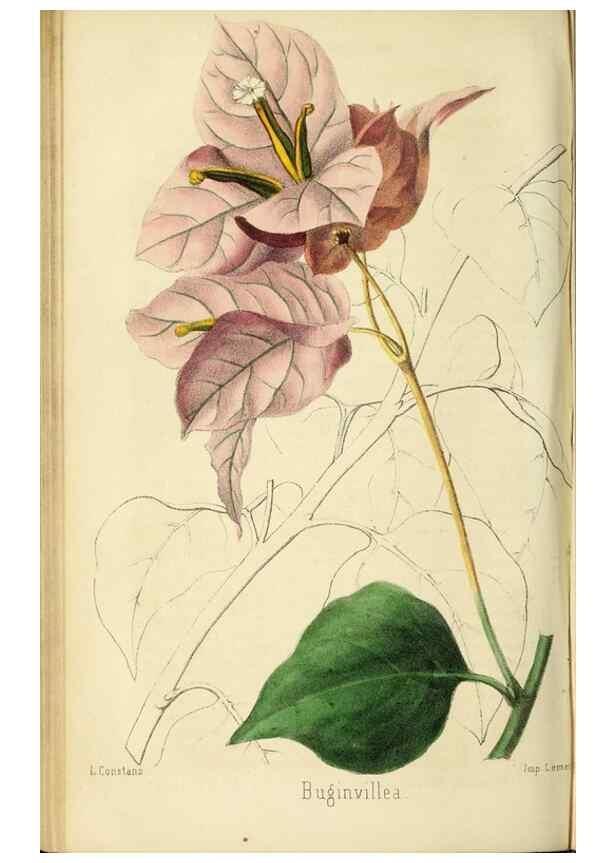 Reproducción/Reproduction 36749048836: Revue horticole.. Paris :Librairie agricole de la maison rustique,1829-1974.