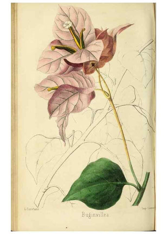 Reproducción/Reproduction 36749048836: Revue horticole.. Paris :Librairie agricole de la maison rustique,1829-1974.
