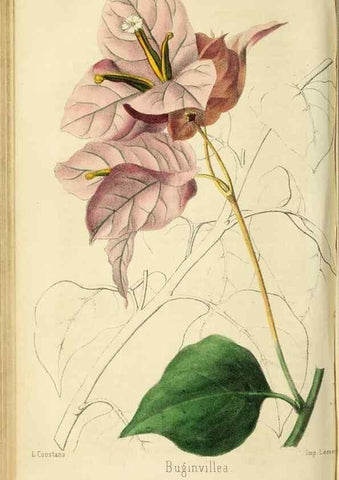 Reproducción/Reproduction 36749048836: Revue horticole.. Paris :Librairie agricole de la maison rustique,1829-1974.