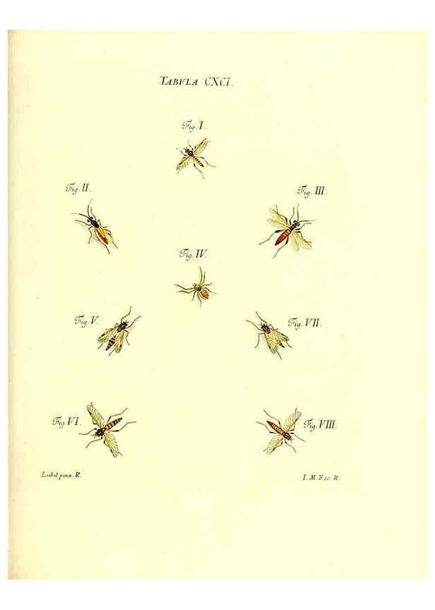 Reproducción/Reproduction 35566000683: Iacobi Christiani Schaefferi s.s. theologiae et philosophiae doctoris ... Icones insectorum circa Ratisbonam indigenorum :. Ratisbonae :Typis Breitfeldianis,MDCCLXXIX [1766-1779]