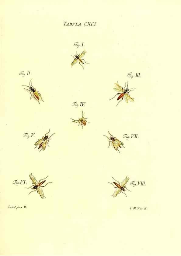 Reproducción/Reproduction 35566000683: Iacobi Christiani Schaefferi s.s. theologiae et philosophiae doctoris ... Icones insectorum circa Ratisbonam indigenorum :. Ratisbonae :Typis Breitfeldianis,MDCCLXXIX [1766-1779]
