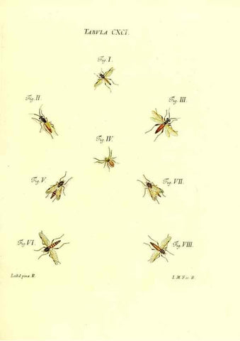 Reproducción/Reproduction 35566000683: Iacobi Christiani Schaefferi s.s. theologiae et philosophiae doctoris ... Icones insectorum circa Ratisbonam indigenorum :. Ratisbonae :Typis Breitfeldianis,MDCCLXXIX [1766-1779]