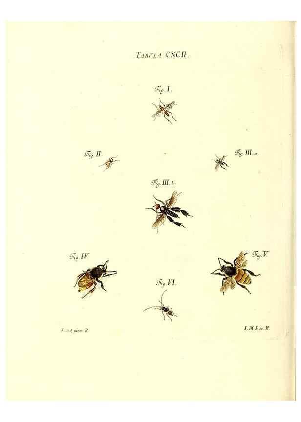 Reproducción/Reproduction 35566001833: Iacobi Christiani Schaefferi s.s. theologiae et philosophiae doctoris ... Icones insectorum circa Ratisbonam indigenorum :. Ratisbonae :Typis Breitfeldianis,MDCCLXXIX [1766-1779]
