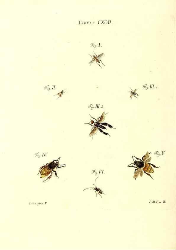 Reproducción/Reproduction 35566001833: Iacobi Christiani Schaefferi s.s. theologiae et philosophiae doctoris ... Icones insectorum circa Ratisbonam indigenorum :. Ratisbonae :Typis Breitfeldianis,MDCCLXXIX [1766-1779]