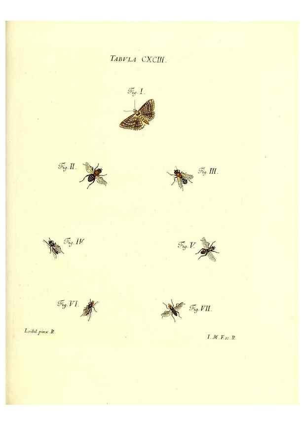 Reproducción/Reproduction 36206092872: Iacobi Christiani Schaefferi s.s. theologiae et philosophiae doctoris ... Icones insectorum circa Ratisbonam indigenorum :. Ratisbonae :Typis Breitfeldianis,MDCCLXXIX [1766-1779]