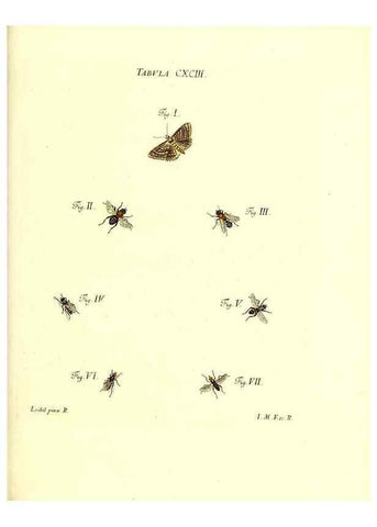 Reproducción/Reproduction 36206092872: Iacobi Christiani Schaefferi s.s. theologiae et philosophiae doctoris ... Icones insectorum circa Ratisbonam indigenorum :. Ratisbonae :Typis Breitfeldianis,MDCCLXXIX [1766-1779]