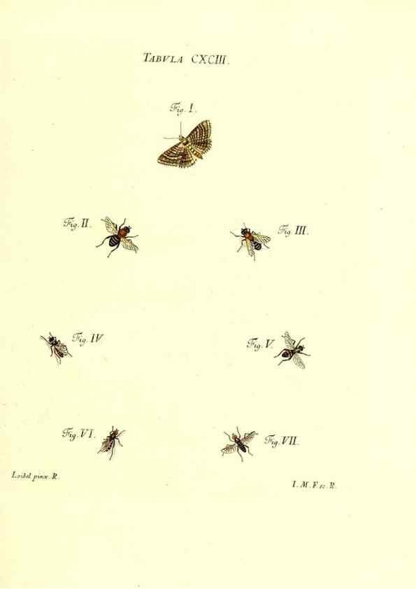 Reproducción/Reproduction 36206092872: Iacobi Christiani Schaefferi s.s. theologiae et philosophiae doctoris ... Icones insectorum circa Ratisbonam indigenorum :. Ratisbonae :Typis Breitfeldianis,MDCCLXXIX [1766-1779]