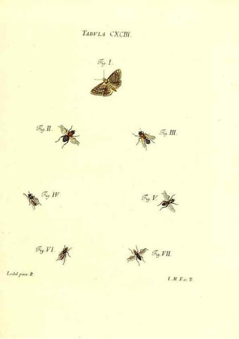 Reproducción/Reproduction 36206092872: Iacobi Christiani Schaefferi s.s. theologiae et philosophiae doctoris ... Icones insectorum circa Ratisbonam indigenorum :. Ratisbonae :Typis Breitfeldianis,MDCCLXXIX [1766-1779]