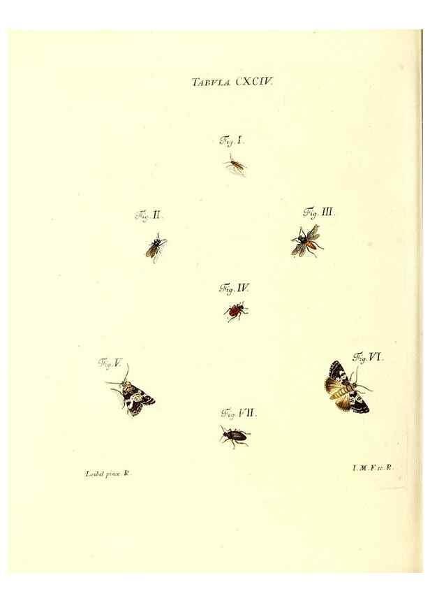Reproducción/Reproduction 36206094752: Iacobi Christiani Schaefferi s.s. theologiae et philosophiae doctoris ... Icones insectorum circa Ratisbonam indigenorum :. Ratisbonae :Typis Breitfeldianis,MDCCLXXIX [1766-1779]