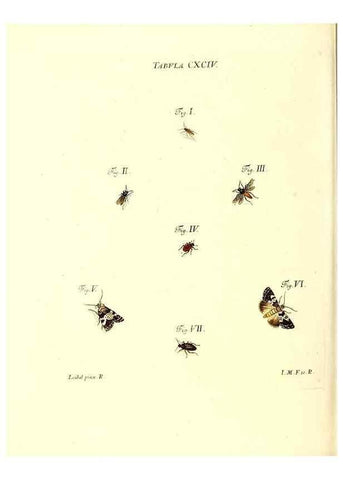 Reproducción/Reproduction 36206094752: Iacobi Christiani Schaefferi s.s. theologiae et philosophiae doctoris ... Icones insectorum circa Ratisbonam indigenorum :. Ratisbonae :Typis Breitfeldianis,MDCCLXXIX [1766-1779]
