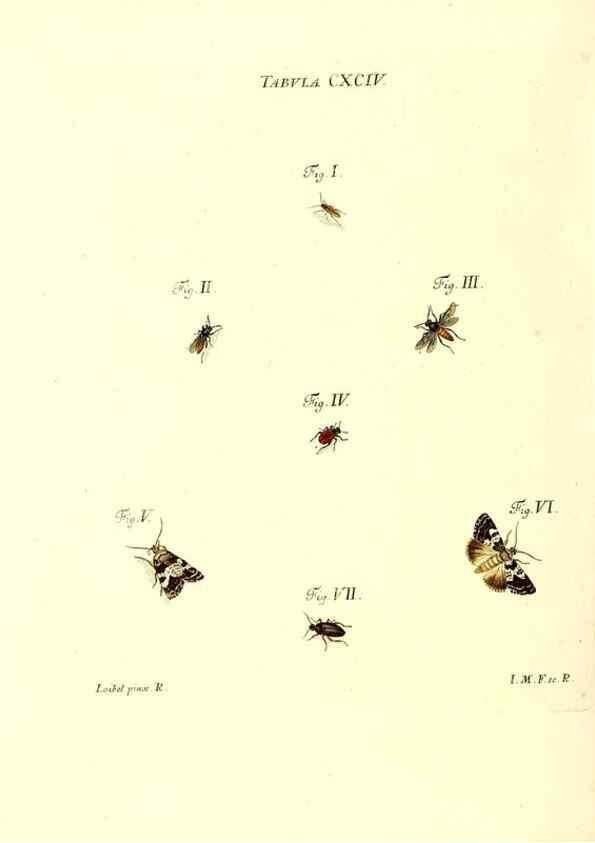 Reproducción/Reproduction 36206094752: Iacobi Christiani Schaefferi s.s. theologiae et philosophiae doctoris ... Icones insectorum circa Ratisbonam indigenorum :. Ratisbonae :Typis Breitfeldianis,MDCCLXXIX [1766-1779]