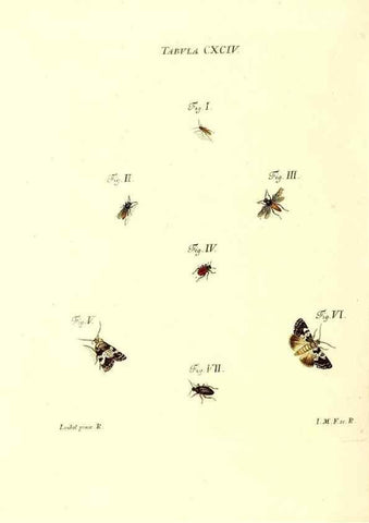 Reproducción/Reproduction 36206094752: Iacobi Christiani Schaefferi s.s. theologiae et philosophiae doctoris ... Icones insectorum circa Ratisbonam indigenorum :. Ratisbonae :Typis Breitfeldianis,MDCCLXXIX [1766-1779]