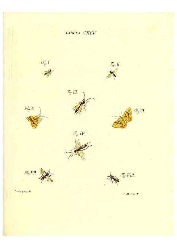 Reproducción/Reproduction 36206096042: Iacobi Christiani Schaefferi s.s. theologiae et philosophiae doctoris ... Icones insectorum circa Ratisbonam indigenorum :. Ratisbonae :Typis Breitfeldianis,MDCCLXXIX [1766-1779]