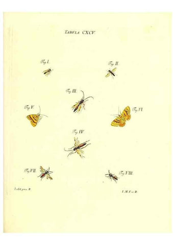 Reproducción/Reproduction 36206096042: Iacobi Christiani Schaefferi s.s. theologiae et philosophiae doctoris ... Icones insectorum circa Ratisbonam indigenorum :. Ratisbonae :Typis Breitfeldianis,MDCCLXXIX [1766-1779]