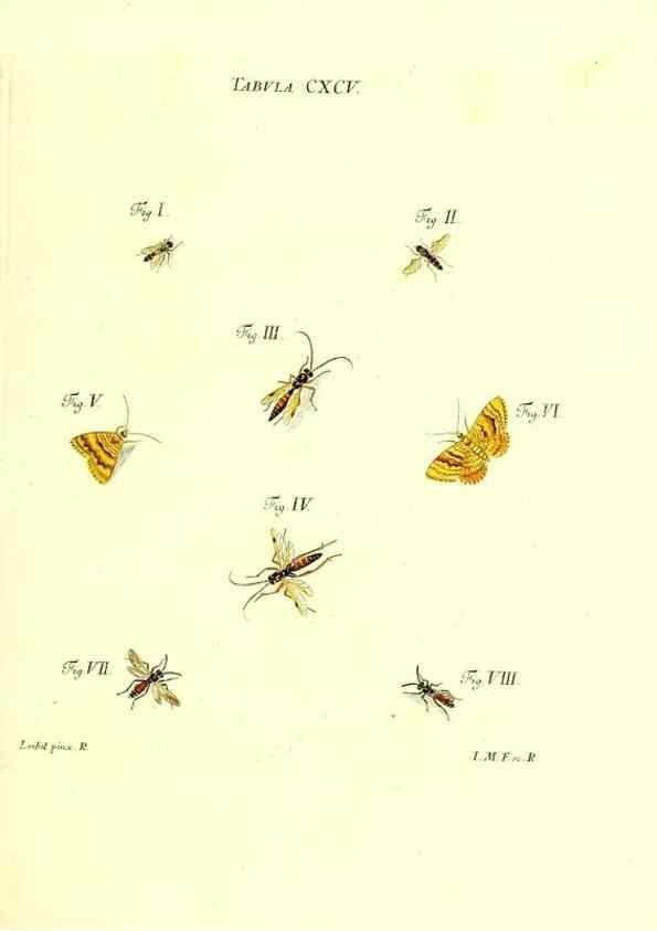 Reproducción/Reproduction 36206096042: Iacobi Christiani Schaefferi s.s. theologiae et philosophiae doctoris ... Icones insectorum circa Ratisbonam indigenorum :. Ratisbonae :Typis Breitfeldianis,MDCCLXXIX [1766-1779]