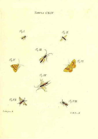 Reproducción/Reproduction 36206096042: Iacobi Christiani Schaefferi s.s. theologiae et philosophiae doctoris ... Icones insectorum circa Ratisbonam indigenorum :. Ratisbonae :Typis Breitfeldianis,MDCCLXXIX [1766-1779]