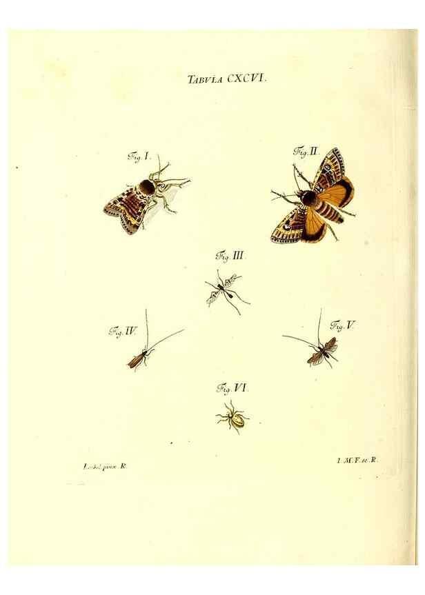Reproducción/Reproduction 36206097472: Iacobi Christiani Schaefferi s.s. theologiae et philosophiae doctoris ... Icones insectorum circa Ratisbonam indigenorum :. Ratisbonae :Typis Breitfeldianis,MDCCLXXIX [1766-1779]
