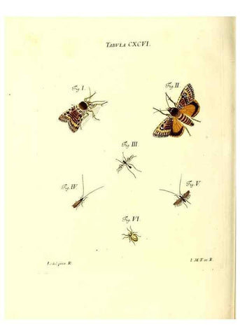 Reproducción/Reproduction 36206097472: Iacobi Christiani Schaefferi s.s. theologiae et philosophiae doctoris ... Icones insectorum circa Ratisbonam indigenorum :. Ratisbonae :Typis Breitfeldianis,MDCCLXXIX [1766-1779]