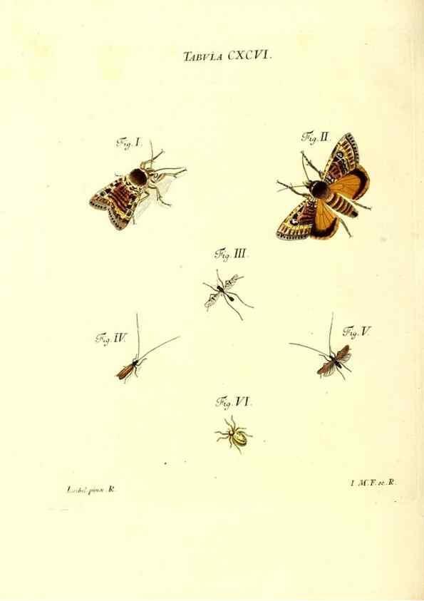 Reproducción/Reproduction 36206097472: Iacobi Christiani Schaefferi s.s. theologiae et philosophiae doctoris ... Icones insectorum circa Ratisbonam indigenorum :. Ratisbonae :Typis Breitfeldianis,MDCCLXXIX [1766-1779]