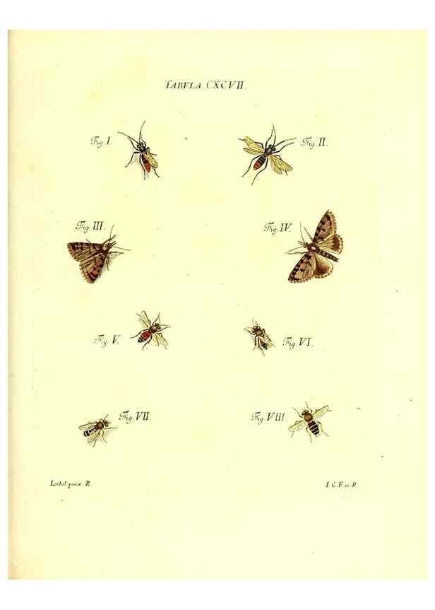 Reproducción/Reproduction 36206098522: Iacobi Christiani Schaefferi s.s. theologiae et philosophiae doctoris ... Icones insectorum circa Ratisbonam indigenorum :. Ratisbonae :Typis Breitfeldianis,MDCCLXXIX [1766-1779]