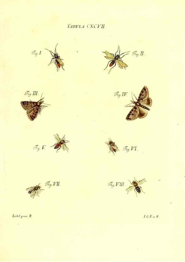 Reproducción/Reproduction 36206098522: Iacobi Christiani Schaefferi s.s. theologiae et philosophiae doctoris ... Icones insectorum circa Ratisbonam indigenorum :. Ratisbonae :Typis Breitfeldianis,MDCCLXXIX [1766-1779]