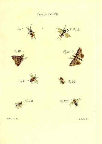 Reproducción/Reproduction 36206098522: Iacobi Christiani Schaefferi s.s. theologiae et philosophiae doctoris ... Icones insectorum circa Ratisbonam indigenorum :. Ratisbonae :Typis Breitfeldianis,MDCCLXXIX [1766-1779]