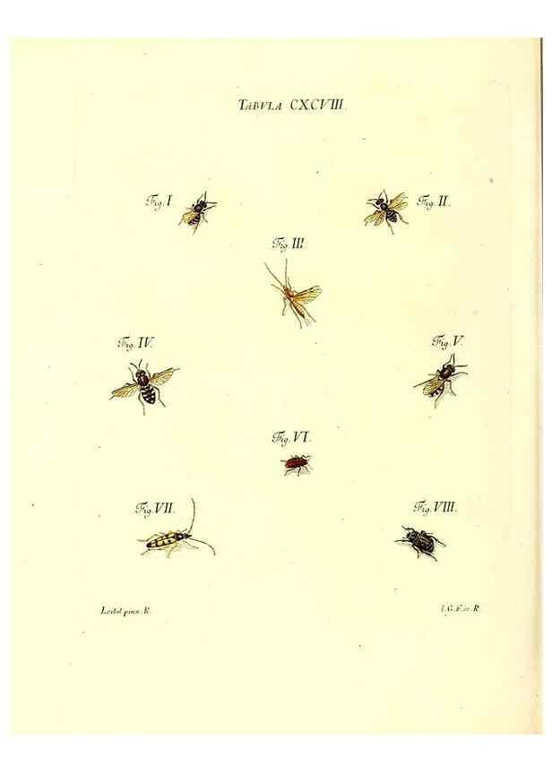 Reproducción/Reproduction 36206099562: Iacobi Christiani Schaefferi s.s. theologiae et philosophiae doctoris ... Icones insectorum circa Ratisbonam indigenorum :. Ratisbonae :Typis Breitfeldianis,MDCCLXXIX [1766-1779]