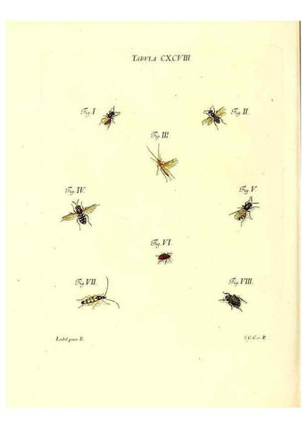Reproducción/Reproduction 36206099562: Iacobi Christiani Schaefferi s.s. theologiae et philosophiae doctoris ... Icones insectorum circa Ratisbonam indigenorum :. Ratisbonae :Typis Breitfeldianis,MDCCLXXIX [1766-1779]