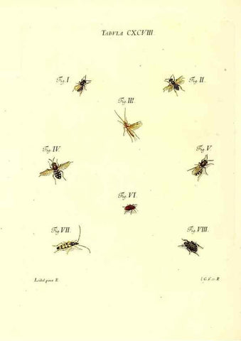 Reproducción/Reproduction 36206099562: Iacobi Christiani Schaefferi s.s. theologiae et philosophiae doctoris ... Icones insectorum circa Ratisbonam indigenorum :. Ratisbonae :Typis Breitfeldianis,MDCCLXXIX [1766-1779]