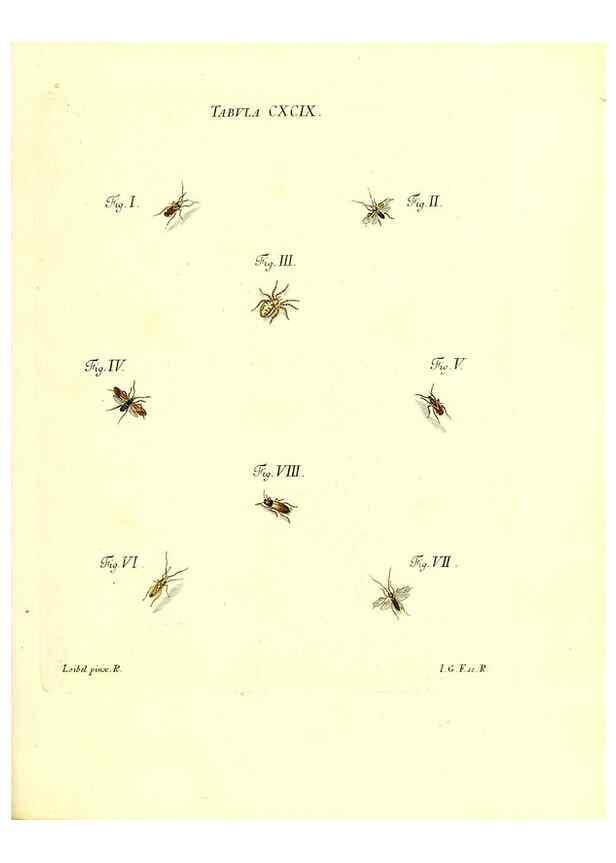 Reproducción/Reproduction 36206100912: Iacobi Christiani Schaefferi s.s. theologiae et philosophiae doctoris ... Icones insectorum circa Ratisbonam indigenorum :. Ratisbonae :Typis Breitfeldianis,MDCCLXXIX [1766-1779]