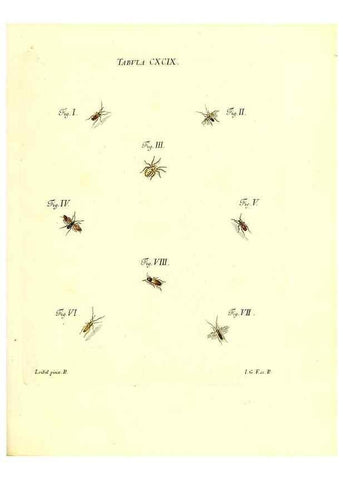 Reproducción/Reproduction 36206100912: Iacobi Christiani Schaefferi s.s. theologiae et philosophiae doctoris ... Icones insectorum circa Ratisbonam indigenorum :. Ratisbonae :Typis Breitfeldianis,MDCCLXXIX [1766-1779]