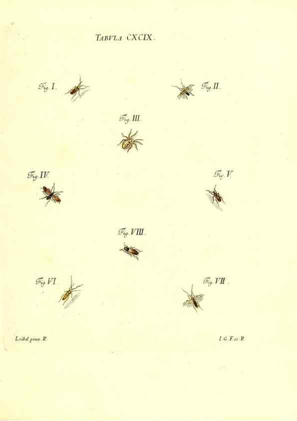Reproducción/Reproduction 36206100912: Iacobi Christiani Schaefferi s.s. theologiae et philosophiae doctoris ... Icones insectorum circa Ratisbonam indigenorum :. Ratisbonae :Typis Breitfeldianis,MDCCLXXIX [1766-1779]