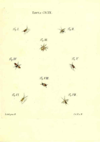 Reproducción/Reproduction 36206100912: Iacobi Christiani Schaefferi s.s. theologiae et philosophiae doctoris ... Icones insectorum circa Ratisbonam indigenorum :. Ratisbonae :Typis Breitfeldianis,MDCCLXXIX [1766-1779]