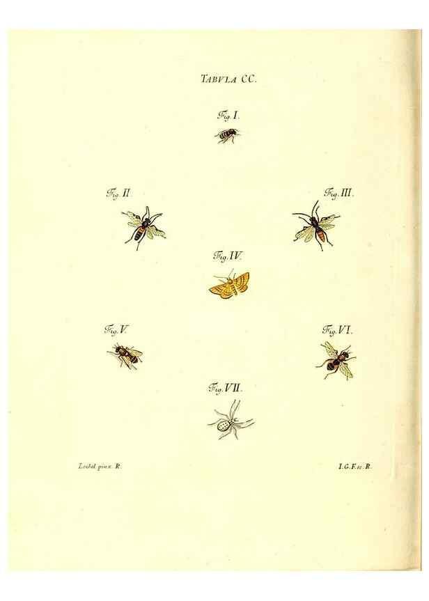 Reproducción/Reproduction 36206102532: Iacobi Christiani Schaefferi s.s. theologiae et philosophiae doctoris ... Icones insectorum circa Ratisbonam indigenorum :. Ratisbonae :Typis Breitfeldianis,MDCCLXXIX [1766-1779]