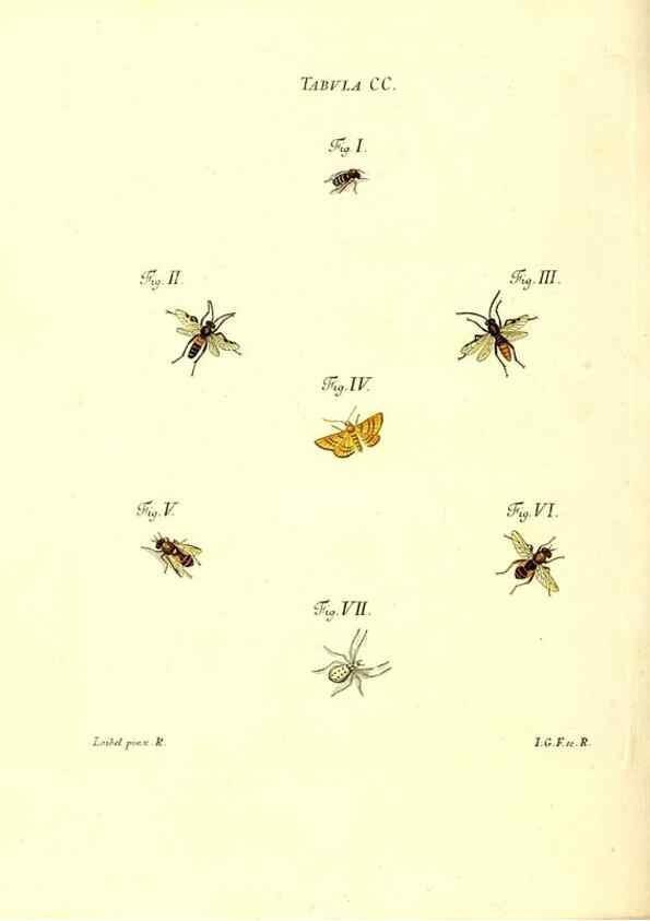 Reproducción/Reproduction 36206102532: Iacobi Christiani Schaefferi s.s. theologiae et philosophiae doctoris ... Icones insectorum circa Ratisbonam indigenorum :. Ratisbonae :Typis Breitfeldianis,MDCCLXXIX [1766-1779]