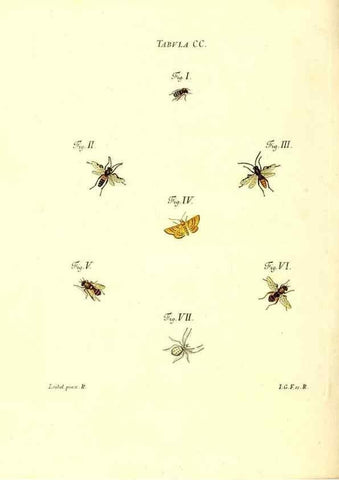 Reproducción/Reproduction 36206102532: Iacobi Christiani Schaefferi s.s. theologiae et philosophiae doctoris ... Icones insectorum circa Ratisbonam indigenorum :. Ratisbonae :Typis Breitfeldianis,MDCCLXXIX [1766-1779]