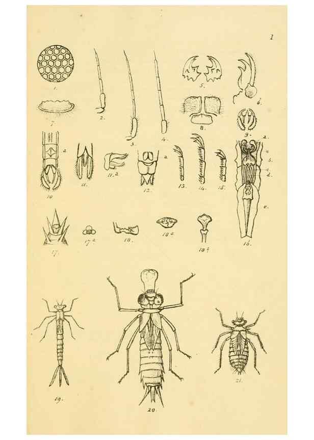 Reproducción/Reproduction 35566249353: British libellulinae, or, Dragon flies :. London :Printed by J.C. Bridgewater,1845.