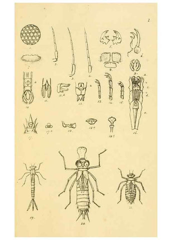 Reproducción/Reproduction 35566249353: British libellulinae, or, Dragon flies :. London :Printed by J.C. Bridgewater,1845.