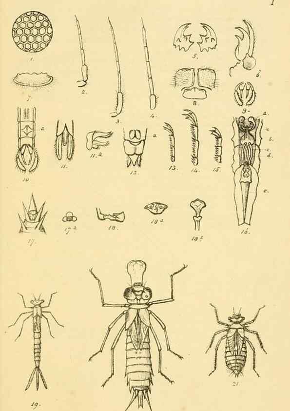 Reproducción/Reproduction 35566249353: British libellulinae, or, Dragon flies :. London :Printed by J.C. Bridgewater,1845.